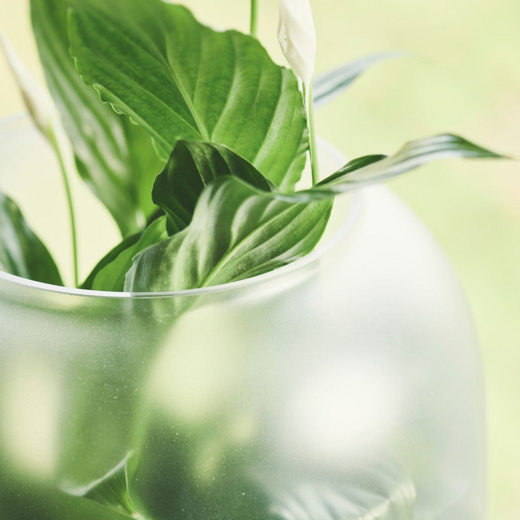 NEBL Planter Big, Black